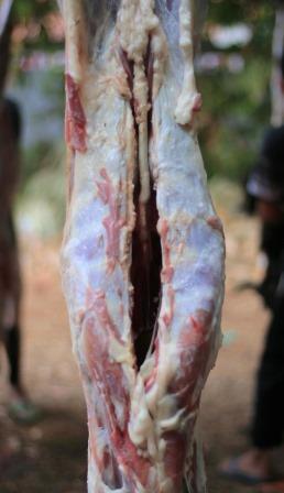 Goat_meat sheep